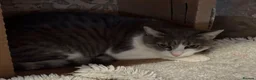 Mixed Breed cats for adoption: Greta for adoption in Kidlington - Advert 1