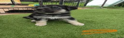 German Shepherd dogs for sale: German Shepherd Puppies  - Advert 20