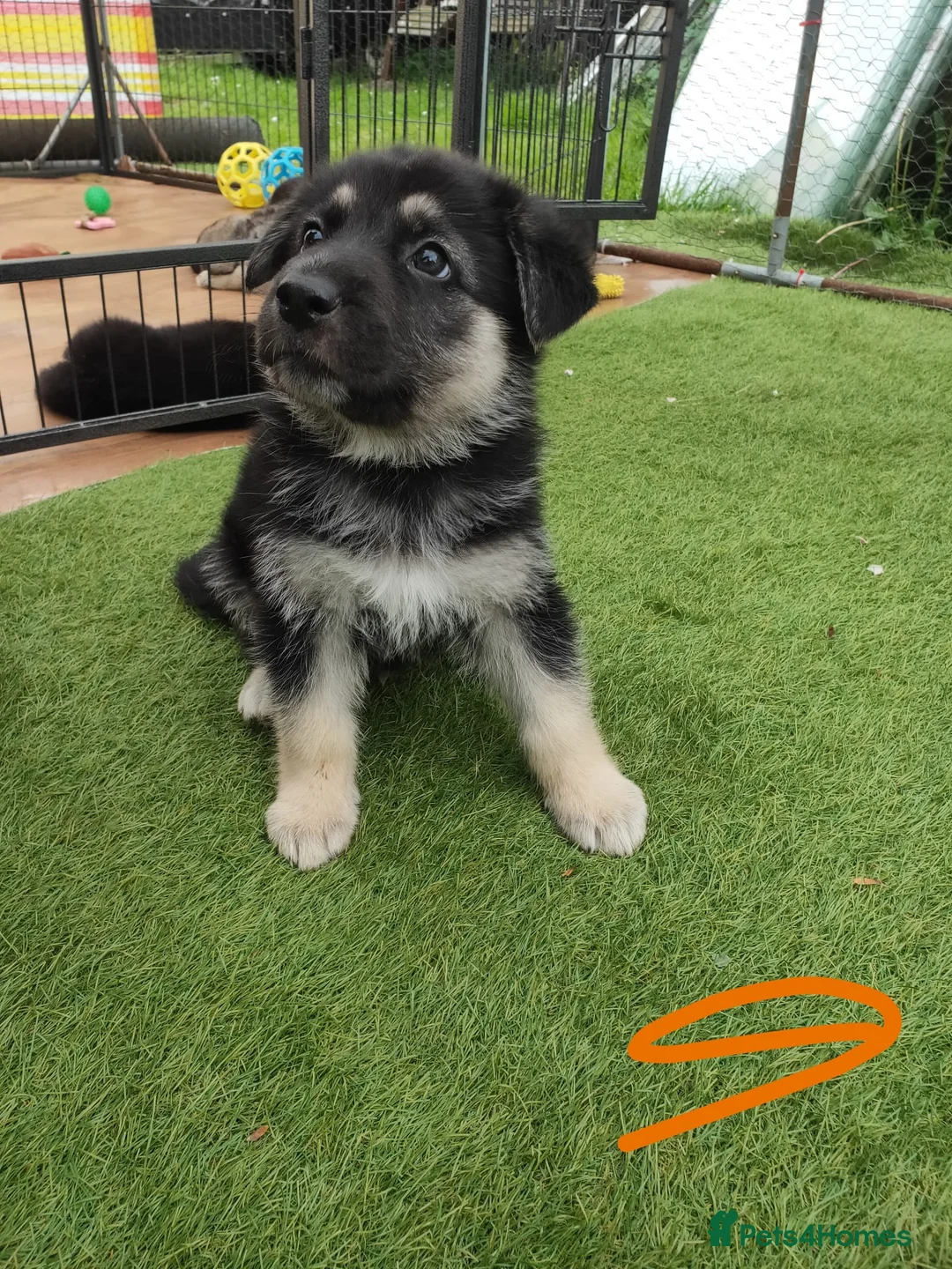 German Shepherd dogs for sale: German Shepherd Puppies  - Advert 20