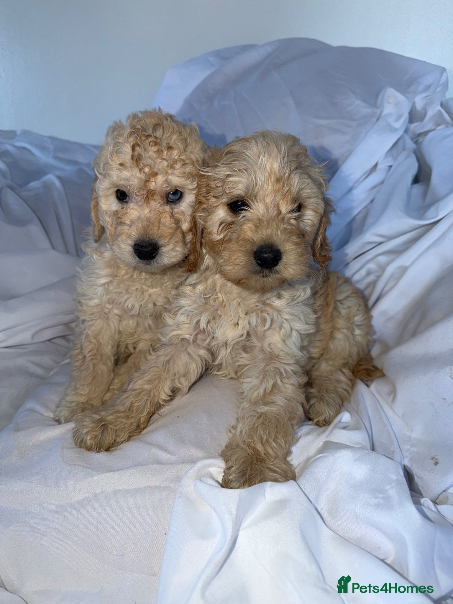 Cockapoo dogs Cockapoo puppies  - Advert 2