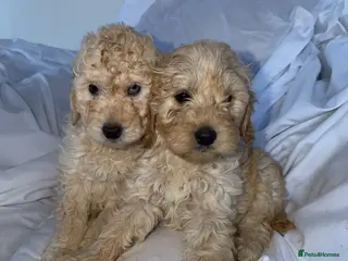 Cockapoo dogs Cockapoo puppies - Advert 2