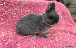 Netherland Dwarf rabbits for sale: Blue otter Netherland dwarf buck - Image 5