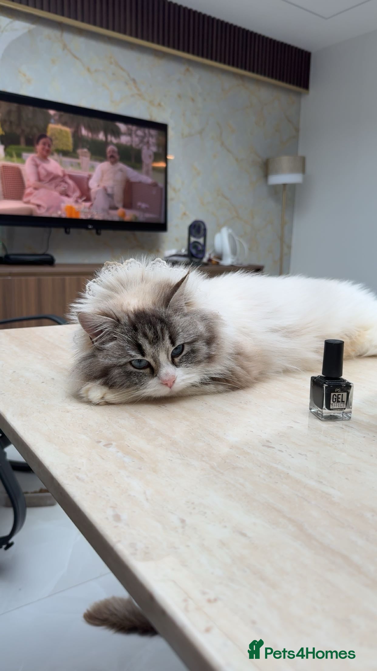 Mixed Breed cats Ragdoll and Russian blue kittens  - Advert 2