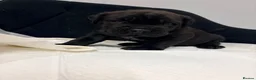 Cane Corso dogs for sale: Cane Corso puppy’s  - Advert 17