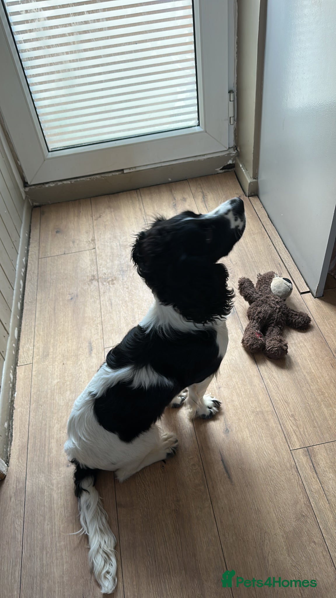 Cocker Spaniel dogs Cocker spaniel for rehoming  - Advert 8