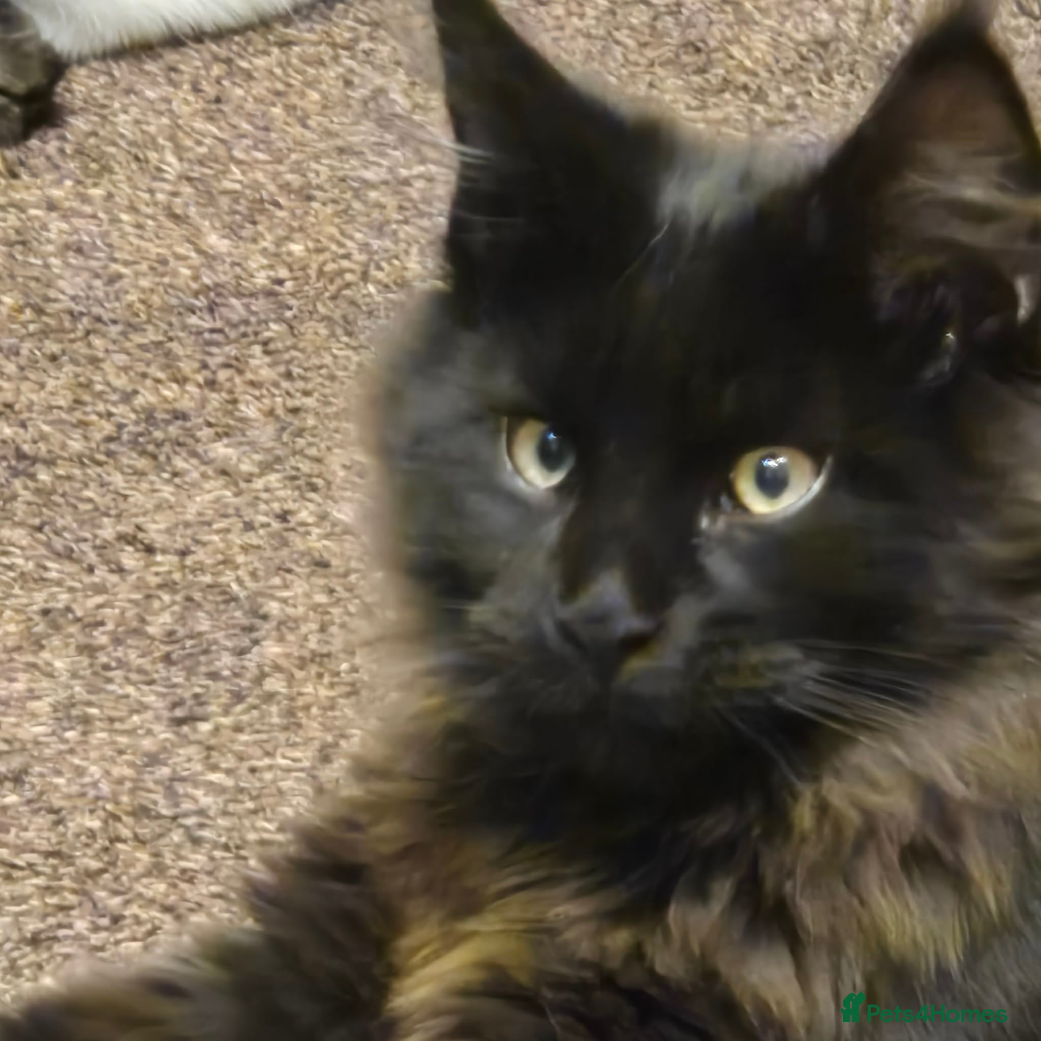 Maine Coon cats Maine Coon xl - Advert 1