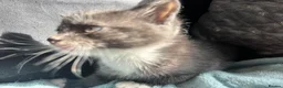 Mixed Breed cats for sale: 5 male kittens  - Advert 7