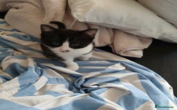 Mixed Breed cats for sale: Two kittens available  - Image 6