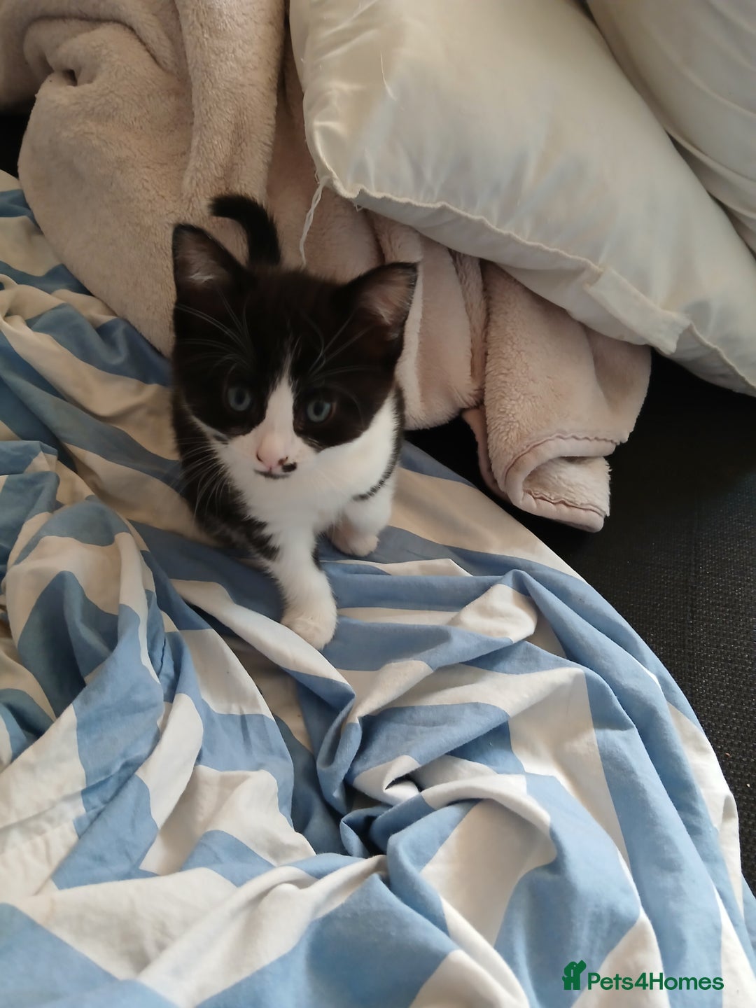Mixed Breed cats for sale: Two kittens available  - Image 6
