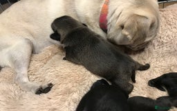 Pug dogs for sale: Platinum pug girls vaccinated Insured microchipped - Image 4