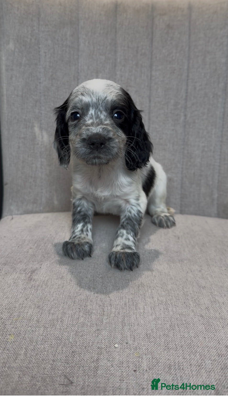 Sprocker dogs Sprocker Puppies  - Advert 4