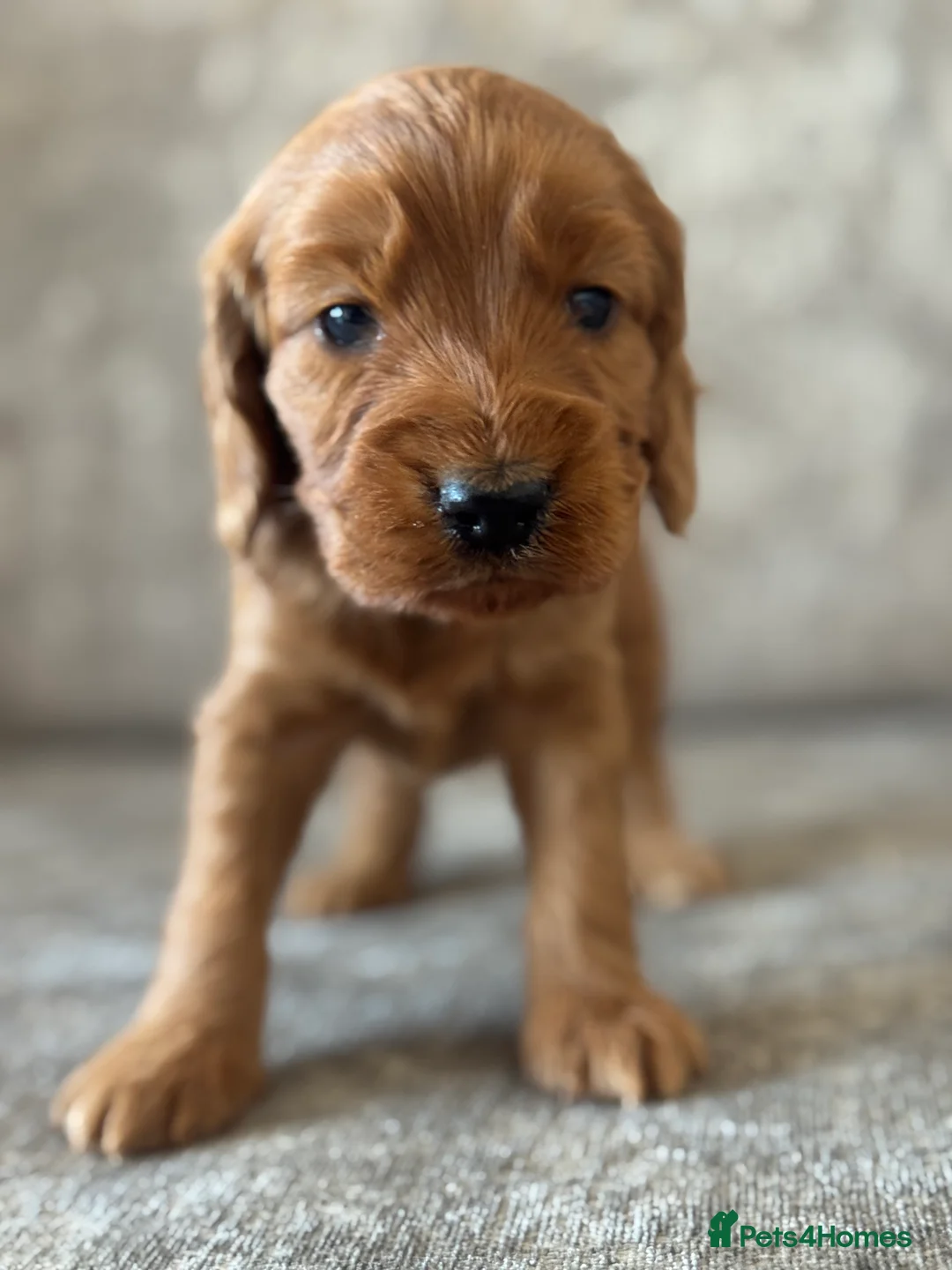 Cockapoo dogs for sale: BEAUTIFUL RED COCKAPOO PUPS HEALTH TESTED PARENTS - Advert 23
