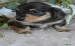 Miniature Dachshund dogs for sale: KC Long Coat Miniature Dachshund Puppies - Image 1