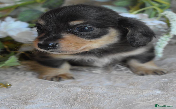Miniature Dachshund dogs - Advert 4