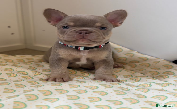 French Bulldog dogs - Advert 2
