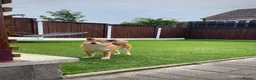 Japanese Shiba Inu dogs for sale: KC registered show quality Japanese Shiba Inu - Advert 5