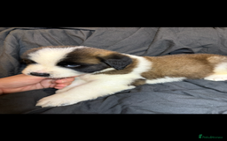Saint Bernard dogs for sale: Saint Bernard puppies  - Image 19