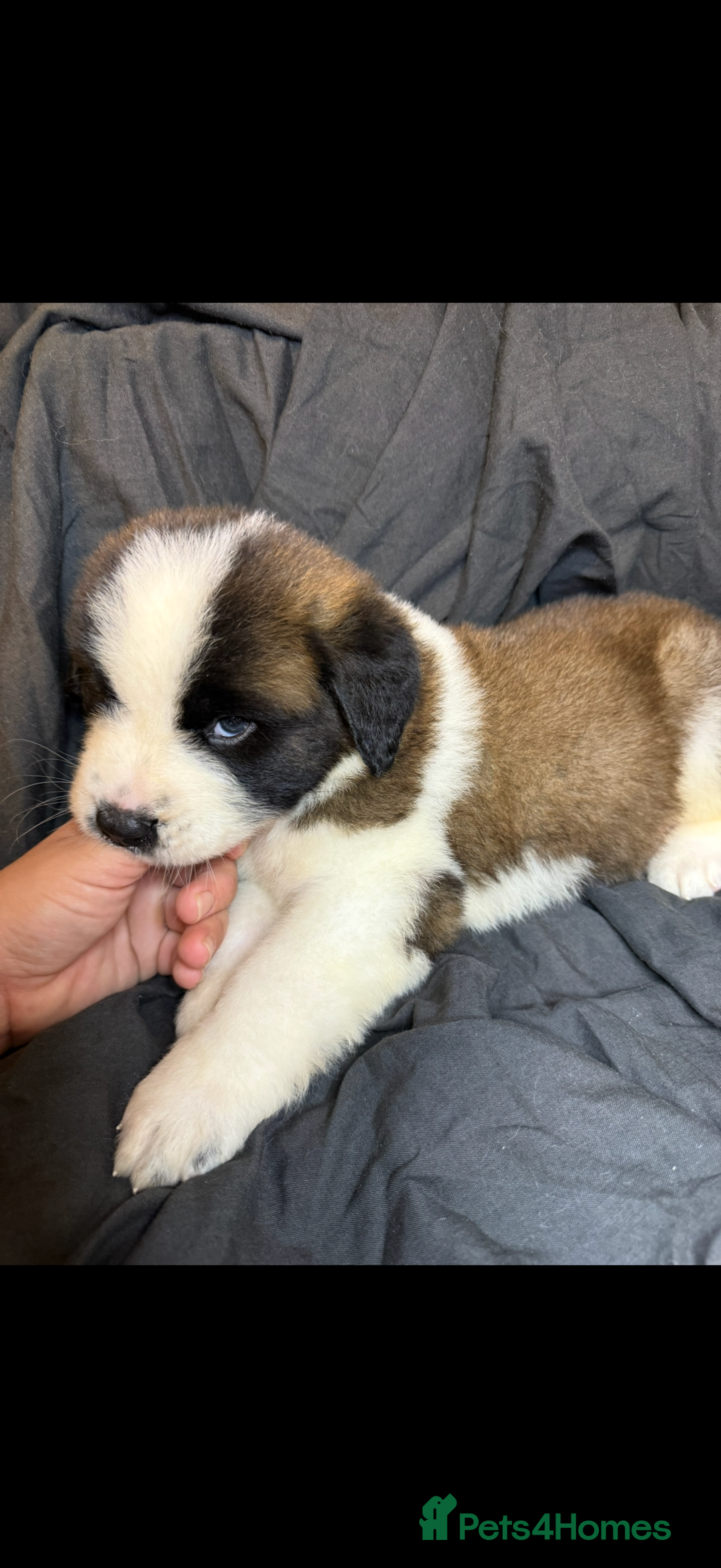 Saint Bernard dogs for sale: Saint Bernard puppies  - Image 19