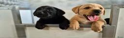 Labrador Retriever dogs for sale: KC Registered Working Labrador pups - Advert 6