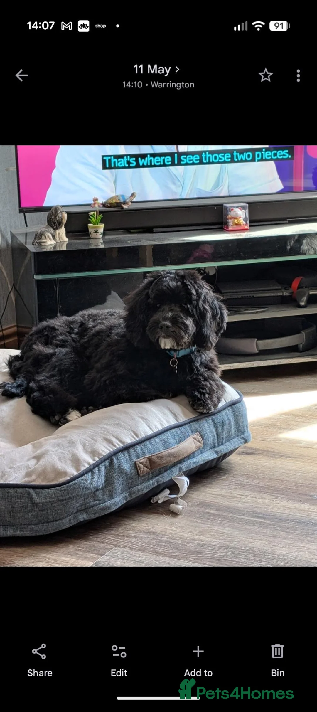 Lhasapoo dogs for sale: Male Lhasapoo  - Advert 2