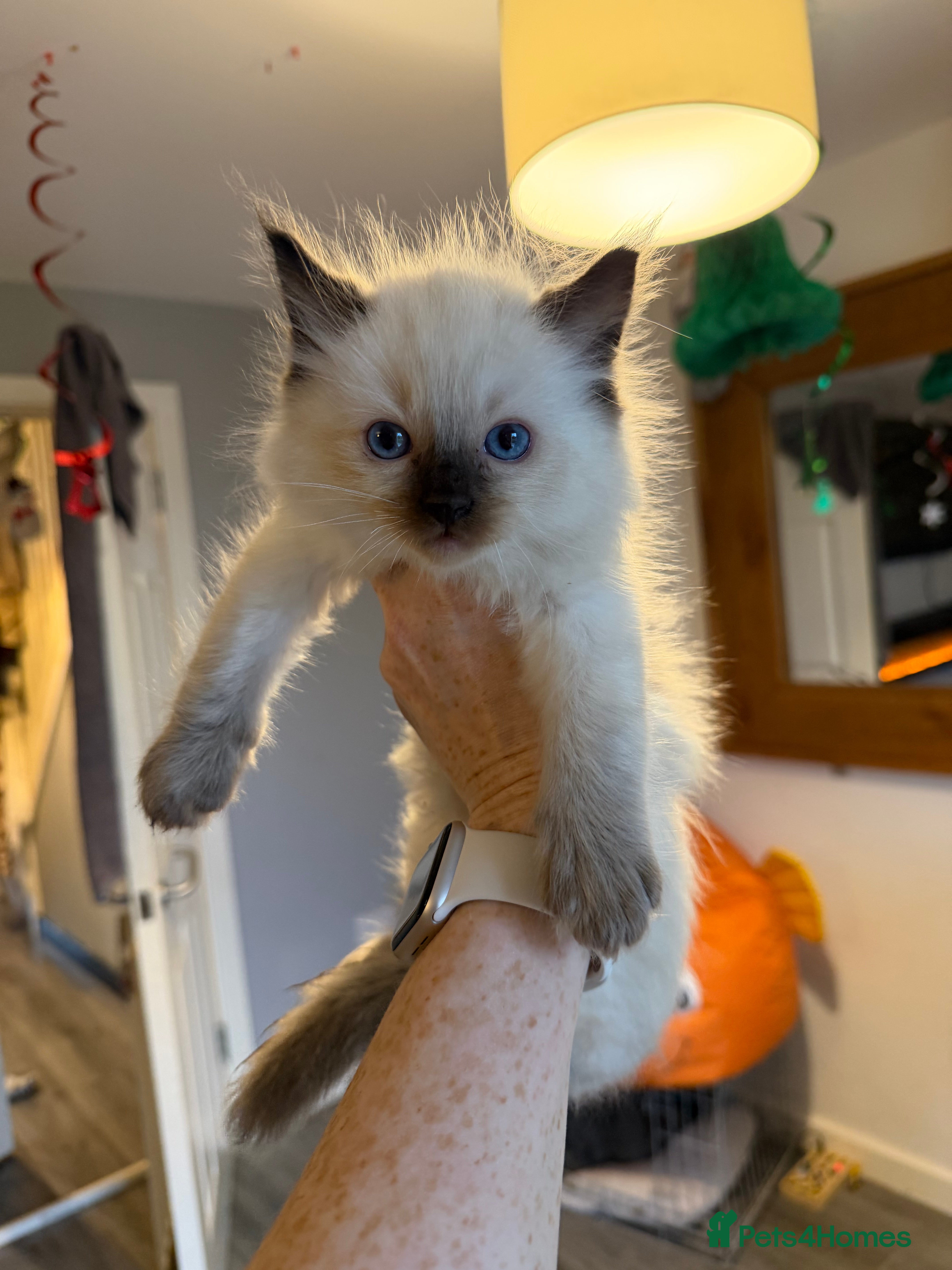 Ragdoll cats for sale: Absolutely gorgeous ragdoll kittens - Advert 1