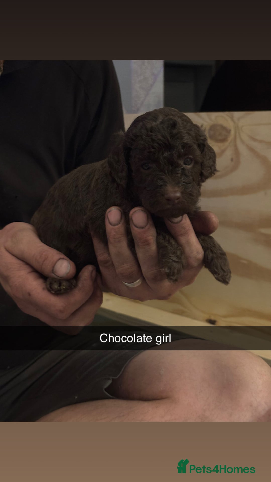 Cockapoo dogs for sale: Cockapoo Puppies F1 - Image 7