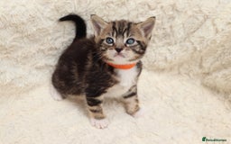 Mixed Breed cats for sale: Beautiful Kittens - Image 11