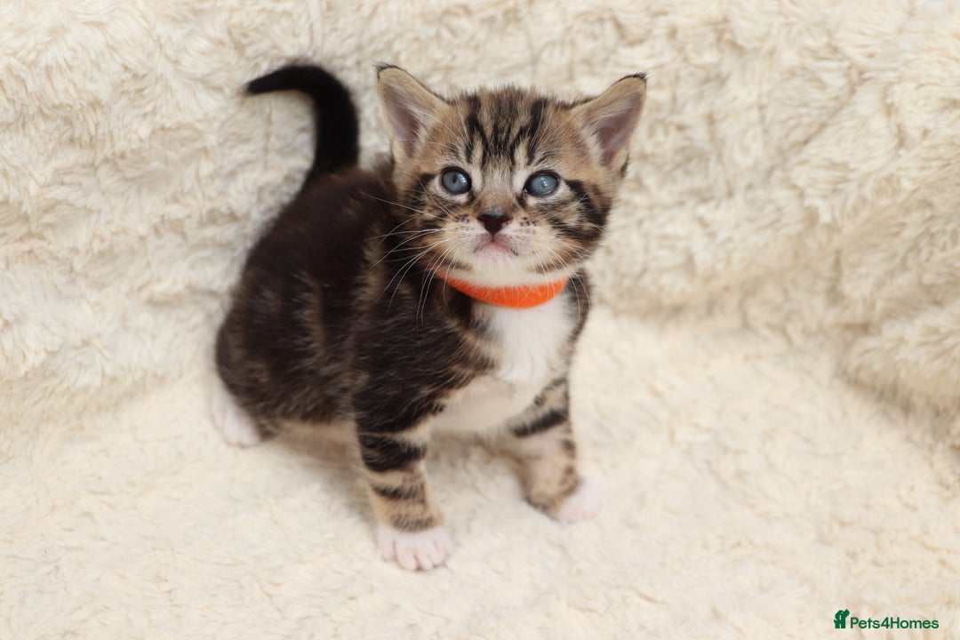 Mixed Breed cats for sale: Beautiful Kittens - Image 11