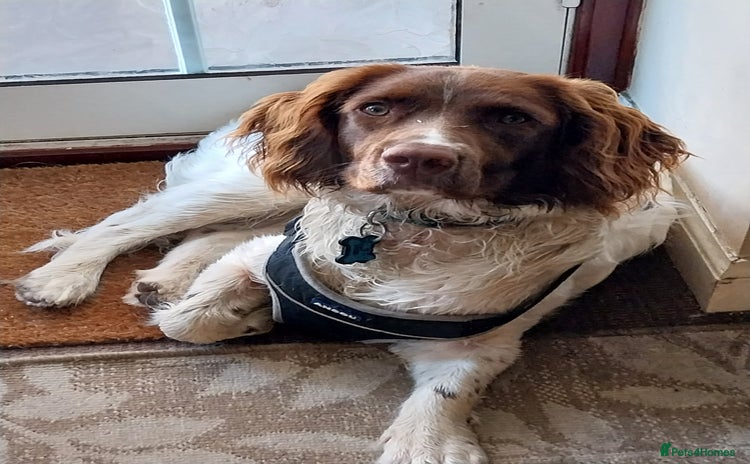 English Springer Spaniel dogs - Advert 1