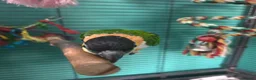 Parrots birds for sale: Black headed Caique  - Advert 4