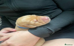 Labrador Retriever dogs for sale: Stunning Fox Red Labrador Puppies – Working lines - Image 20