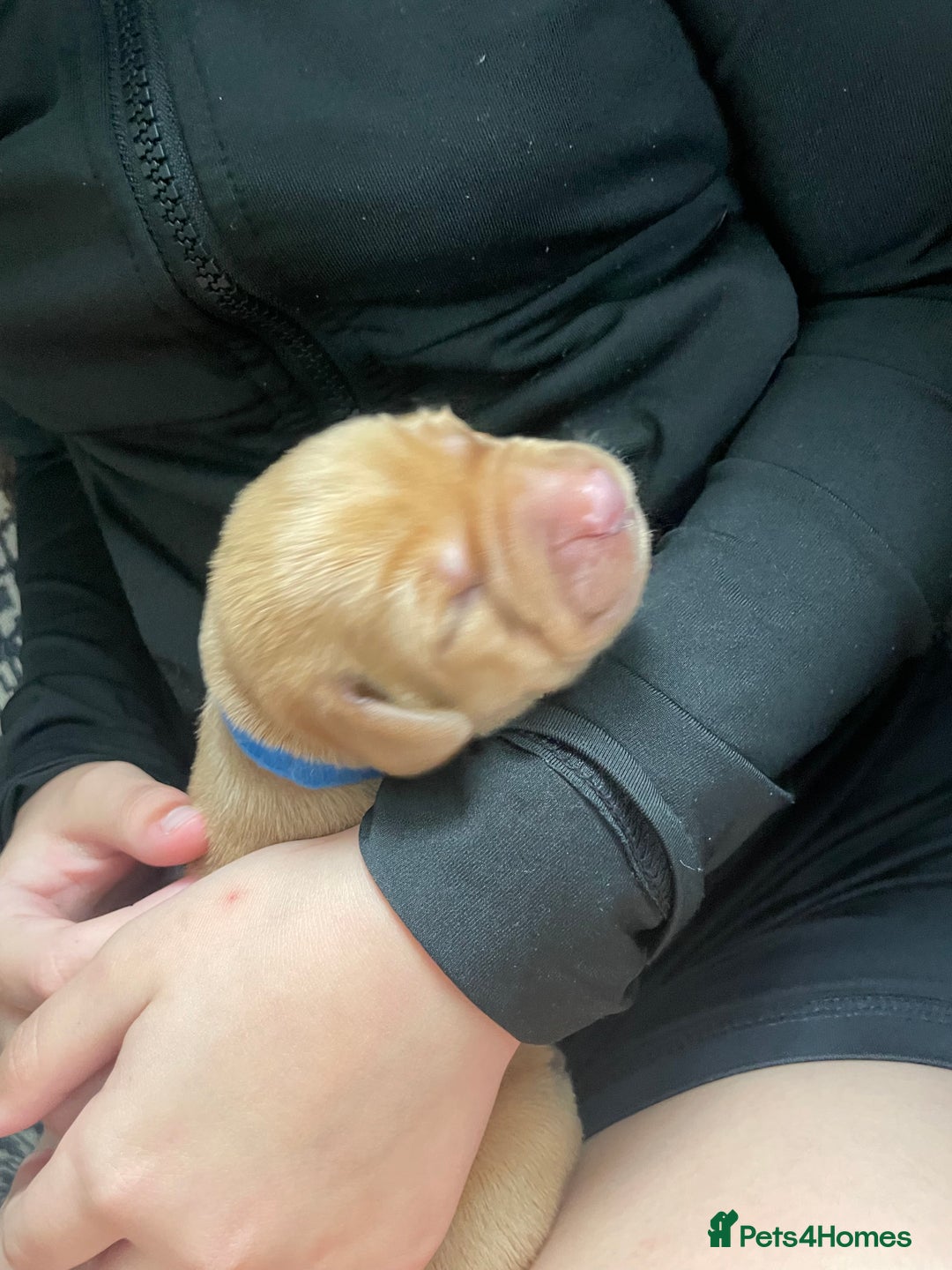 Labrador Retriever dogs for sale: Stunning Fox Red Labrador Puppies – Working lines - Image 20