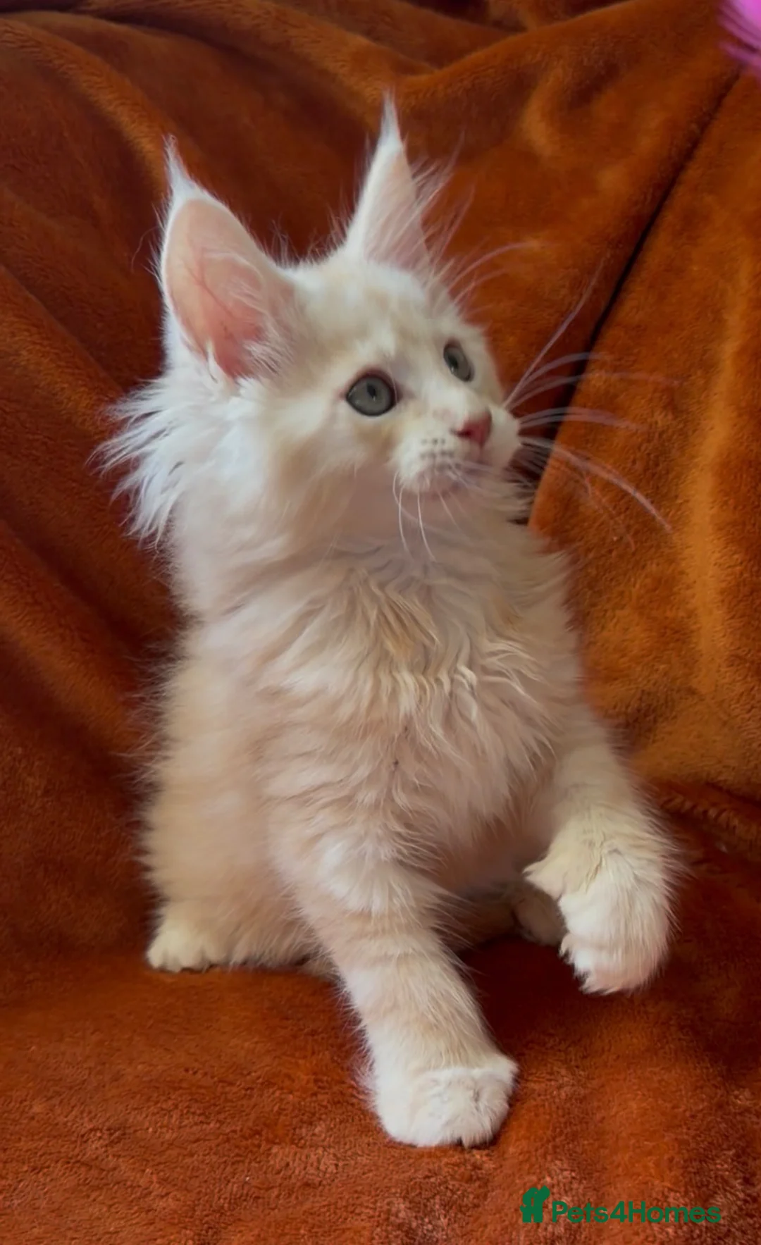 Maine Coon cats for sale: Bear Paw (🐾🐻 polydactyl) Maine Coon kittens TICA - Advert 2
