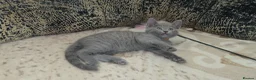 Russian Blue cats for sale: Ready Now TICA full pedigree RUSSIAN BLUE kittens  - Advert 14