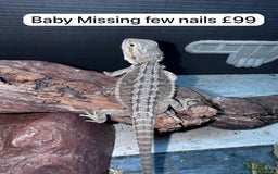 Gecko reptiles for sale: Lizards for sale - lots to choose from  in Nottingham - Image 12