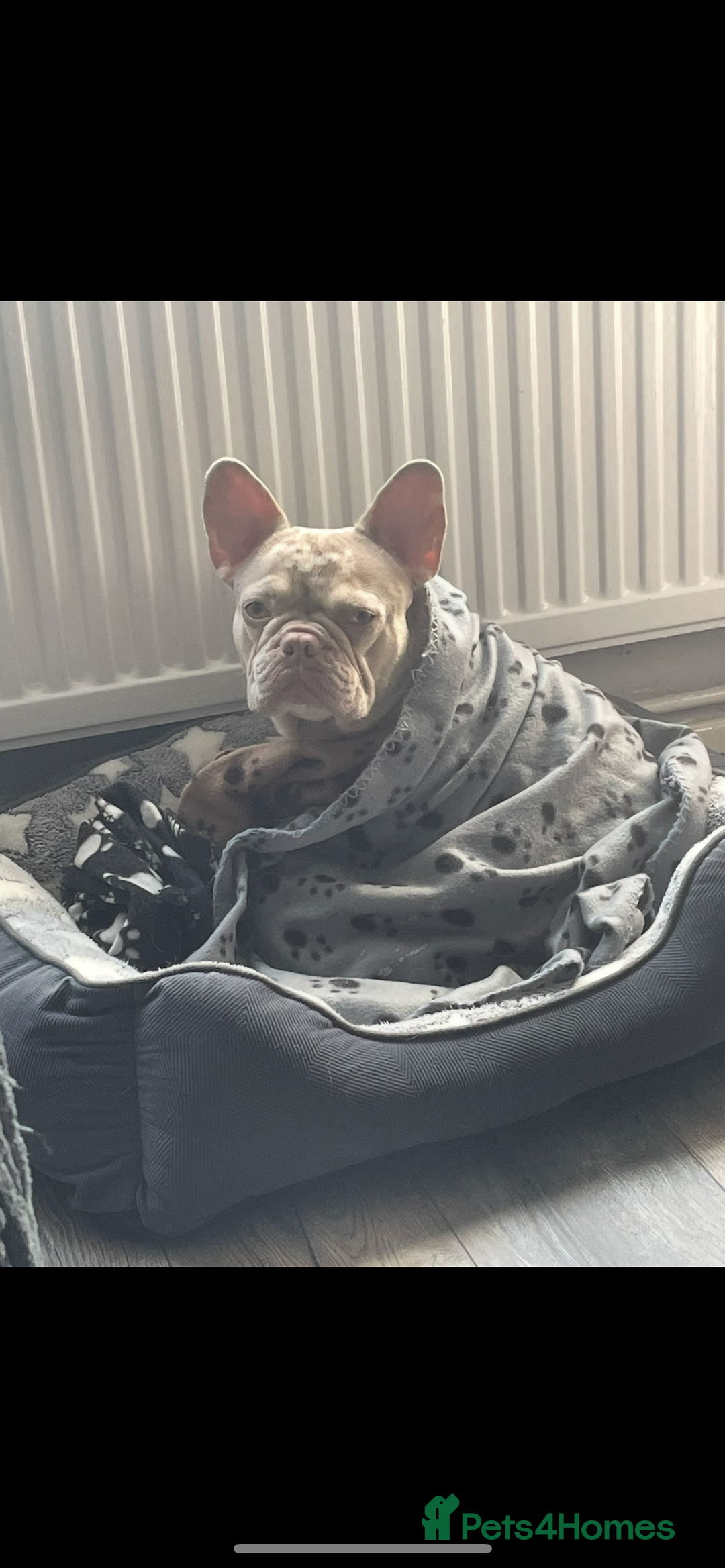 French Bulldog dogs for sale: 19 month old French bulldog  - Image 2