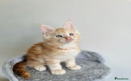 Maine Coon cats for sale: Pedigree maine coon kittens ❤️‍🔥❤️‍🔥❤️‍🔥 - Image 5