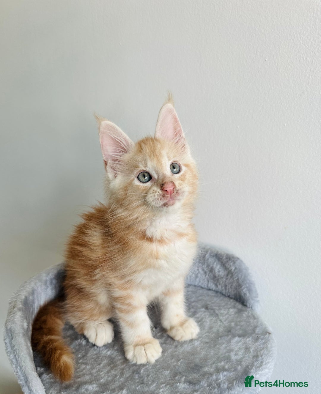 Maine Coon cats for sale: Pedigree maine coon kittens ❤️‍🔥❤️‍🔥❤️‍🔥 - Image 5