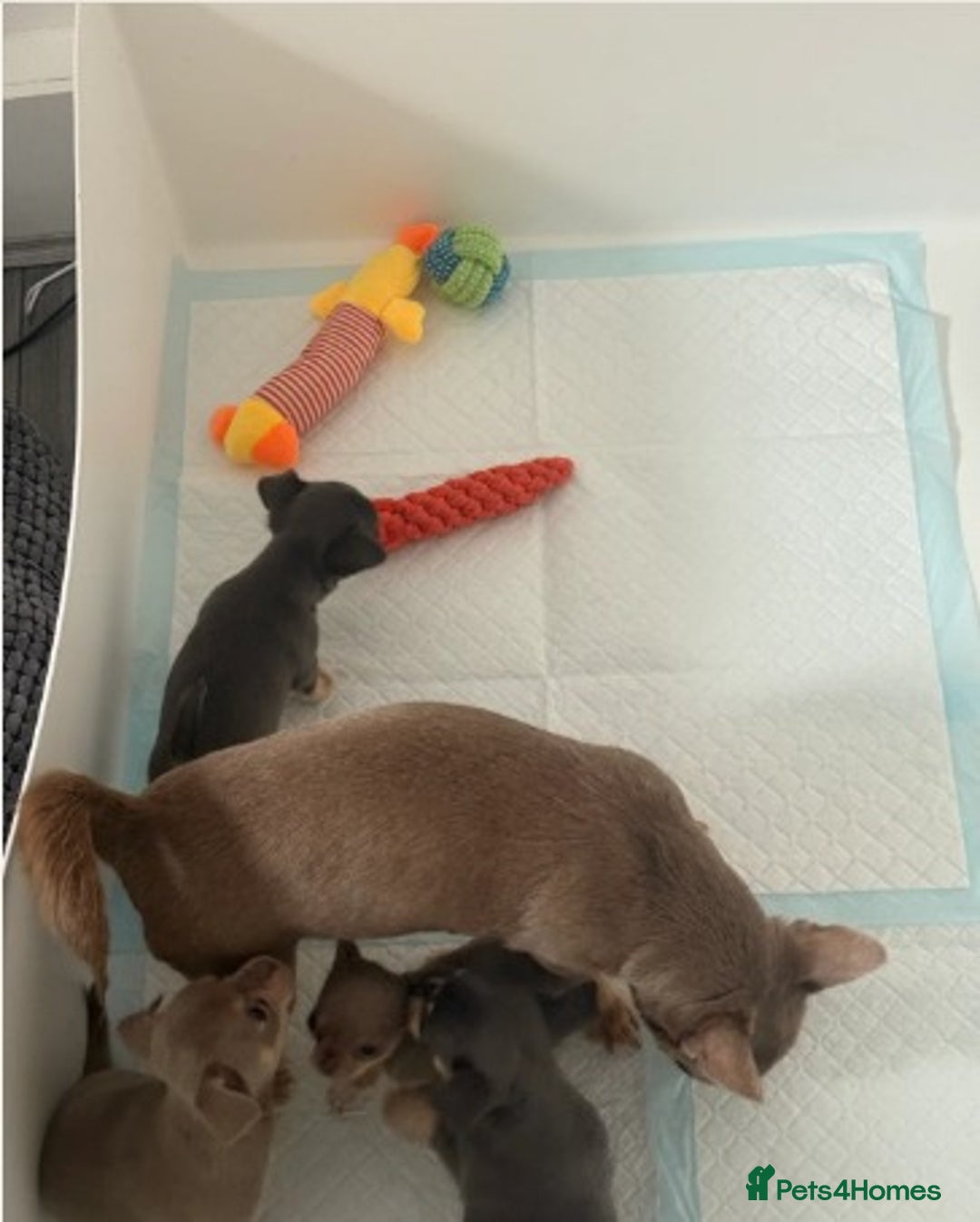 Chihuahua dogs for sale:  Stunning Blue & Lilac Tri Chihuahua Puppies  - Advert 8