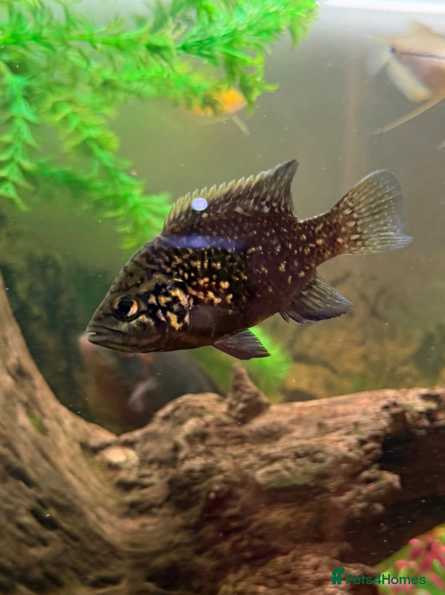 Cichlids fish Polleni Cichlid - Advert 1