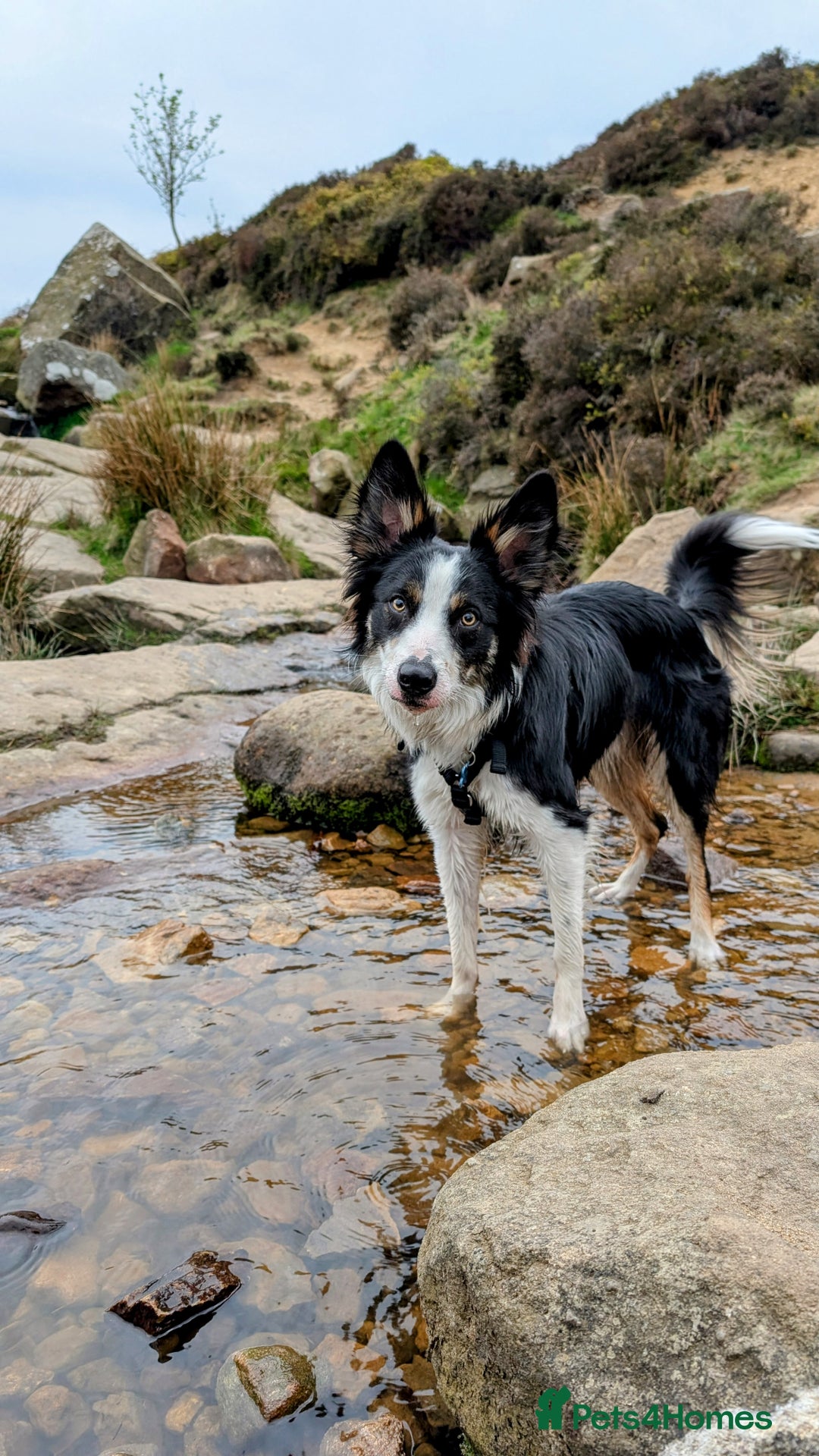 Mixed Breed dogs for sale: Shollie Pups Mid Feb! (German ShepxBorder Collie) - Advert 4