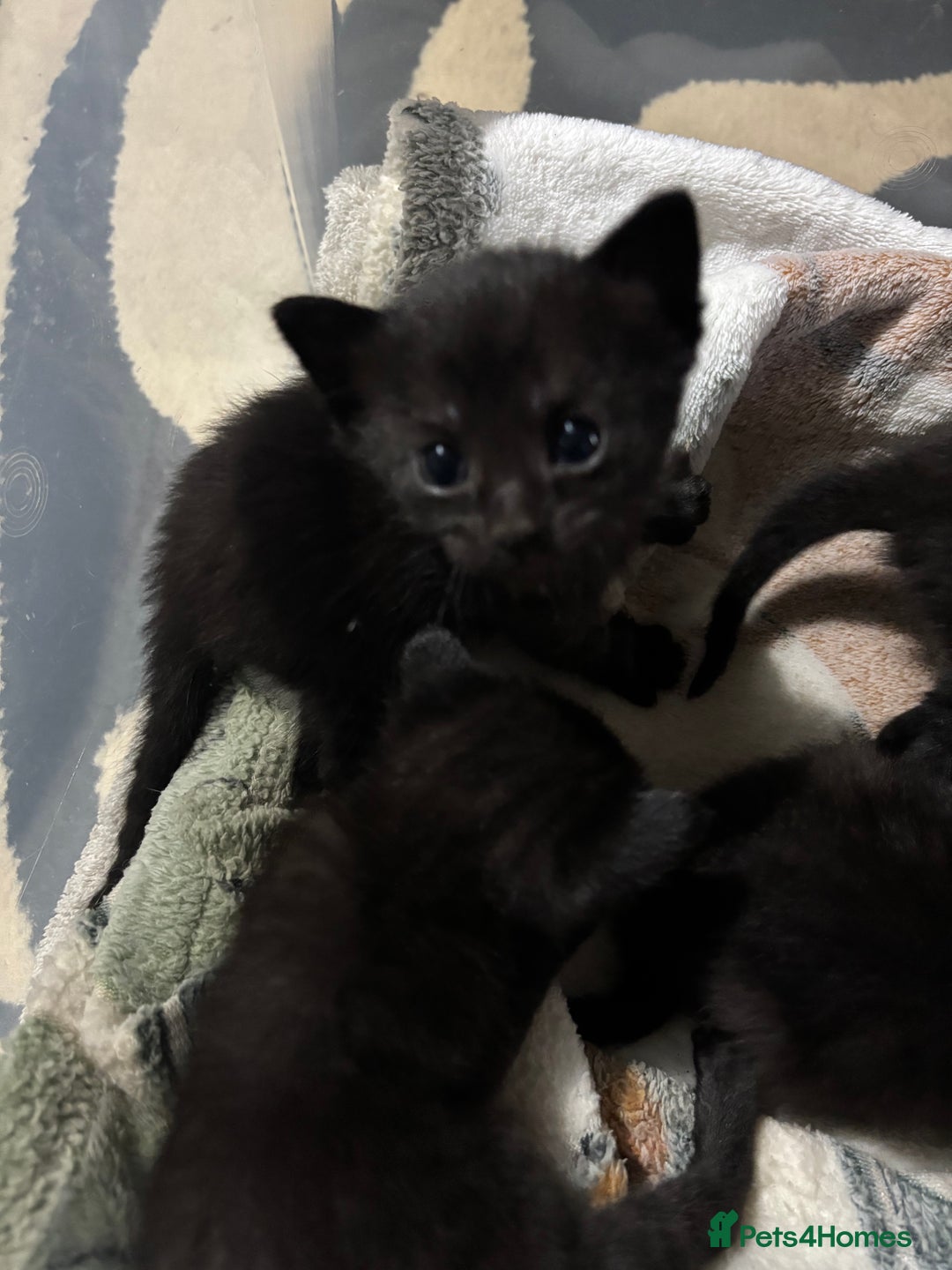 Siamese cats for sale: Half Siamese kittens  - Image 3