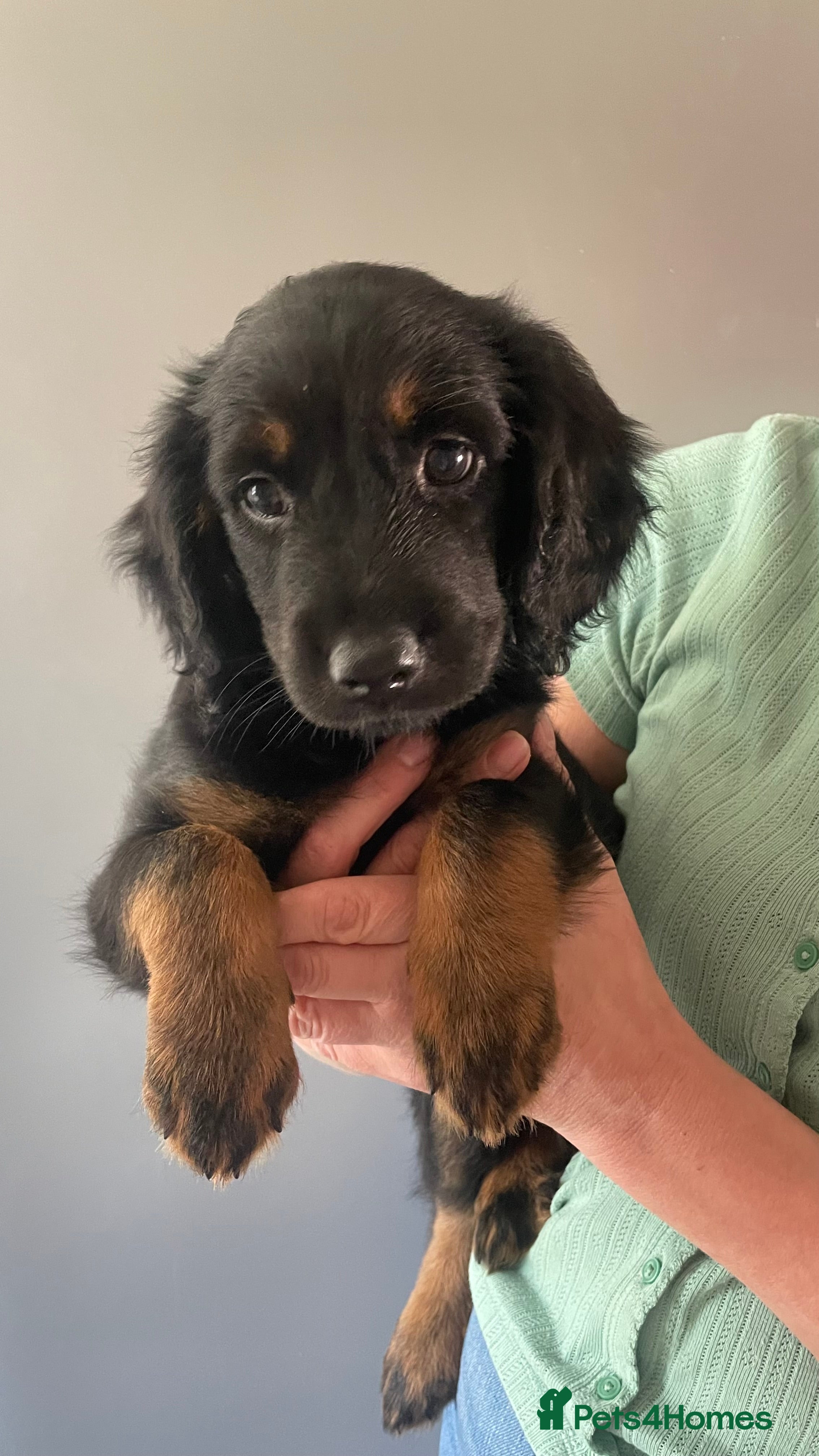 Mixed Breed dogs Portuguese sheepdog cross puppies - Advert 2