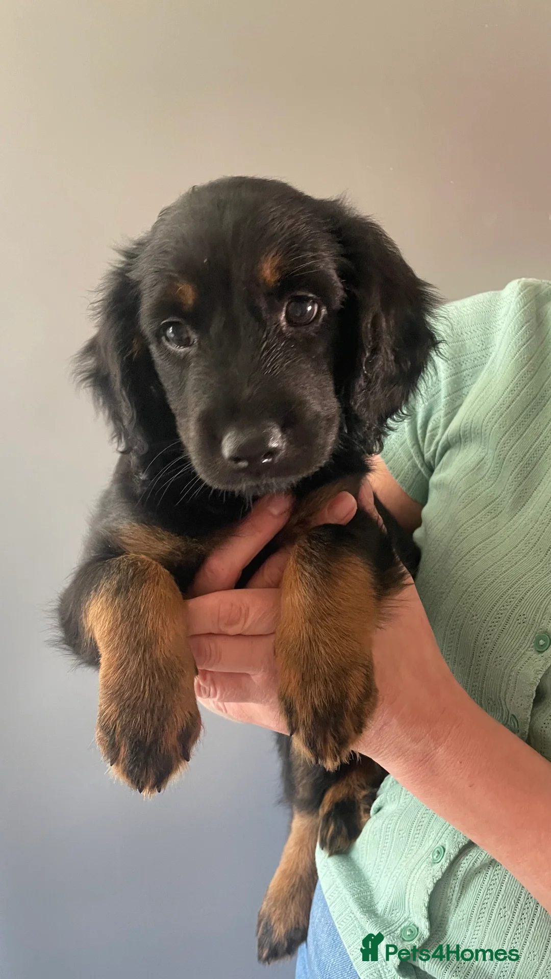Mixed Breed dogs for sale: Portuguese sheepdog cross puppies - Advert 1