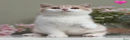 British Shorthair cats for sale: Stunning British Shorthair kittens  - Advert 5