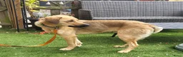 Mixed Breed dogs for adoption: SKY  ( 20 months) - Advert 14