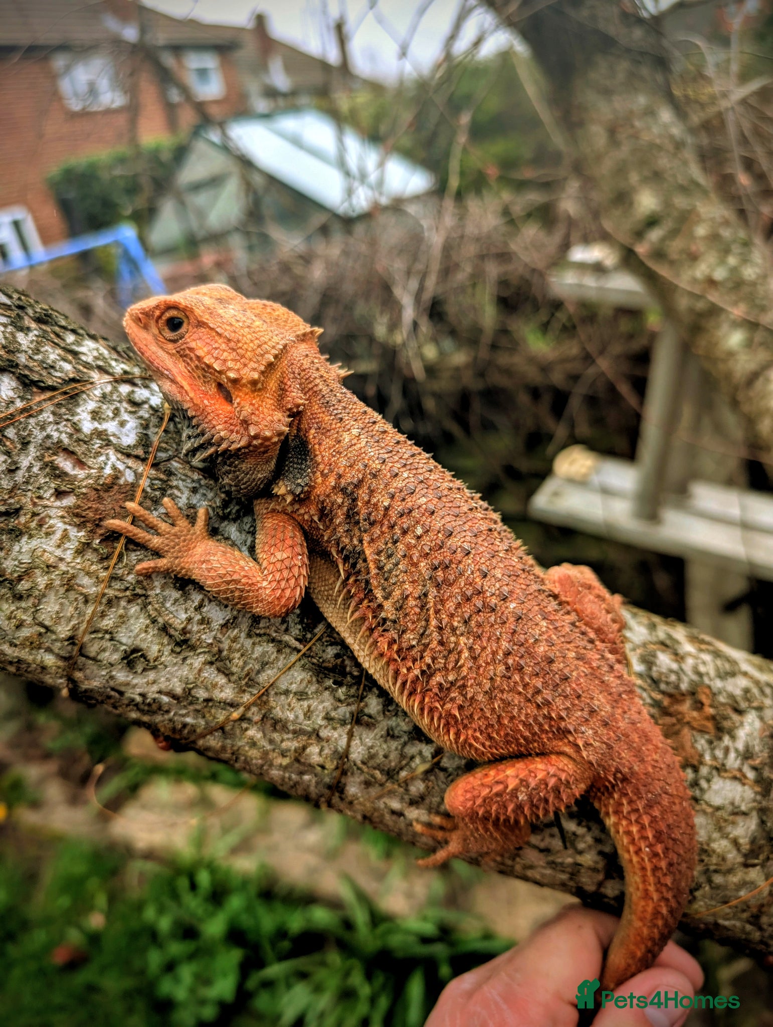 Bearded Dragon reptiles male red monster hypo trans het witblits proven  - Advert 1