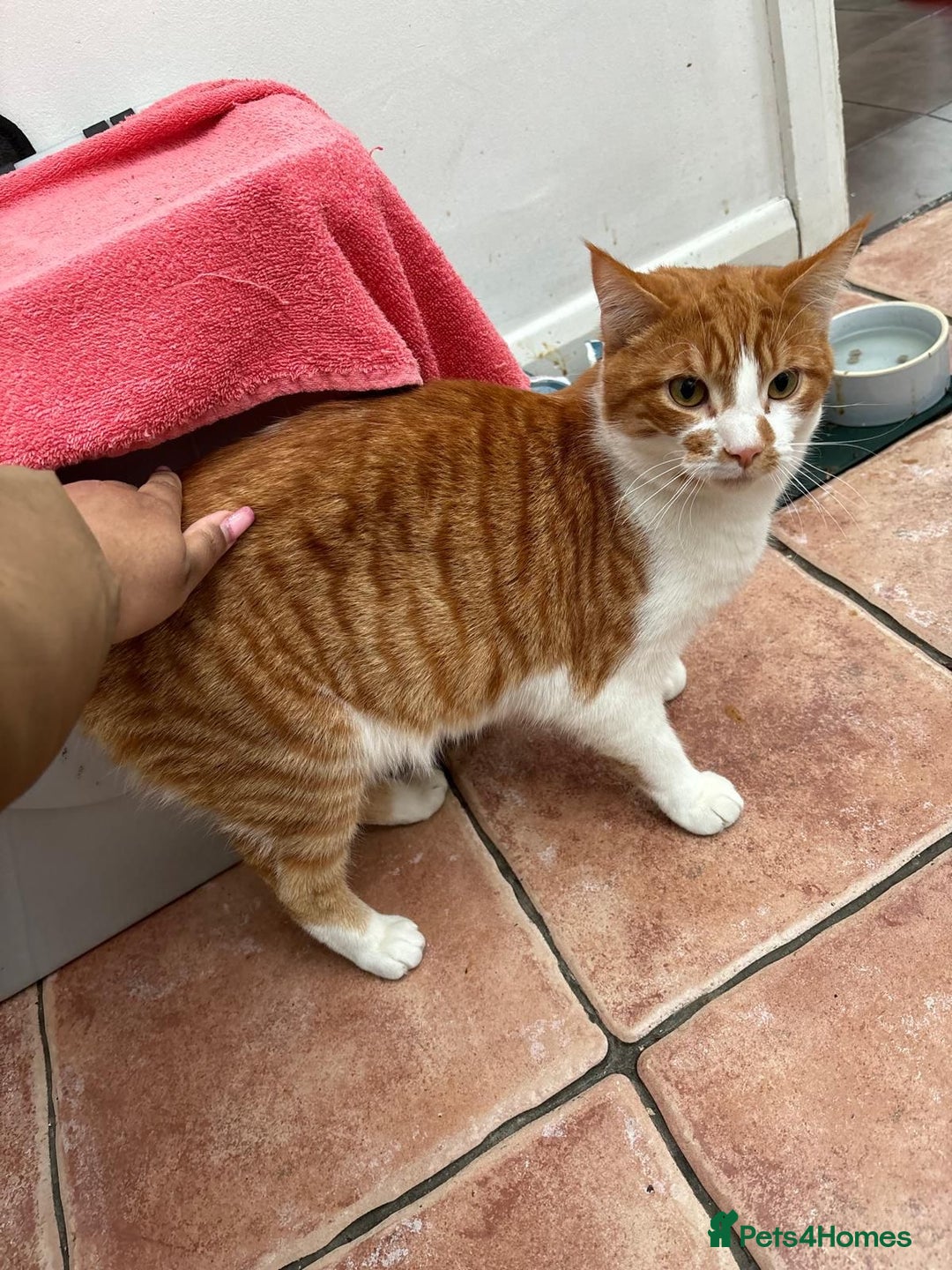 Mixed Breed cats for sale: 2 male cats NEED HOME ASAP  - Advert 3