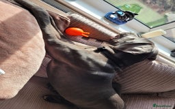 Cane Corso dogs for sale: 🩵Stunning Cane Corso🩵 - Image 3