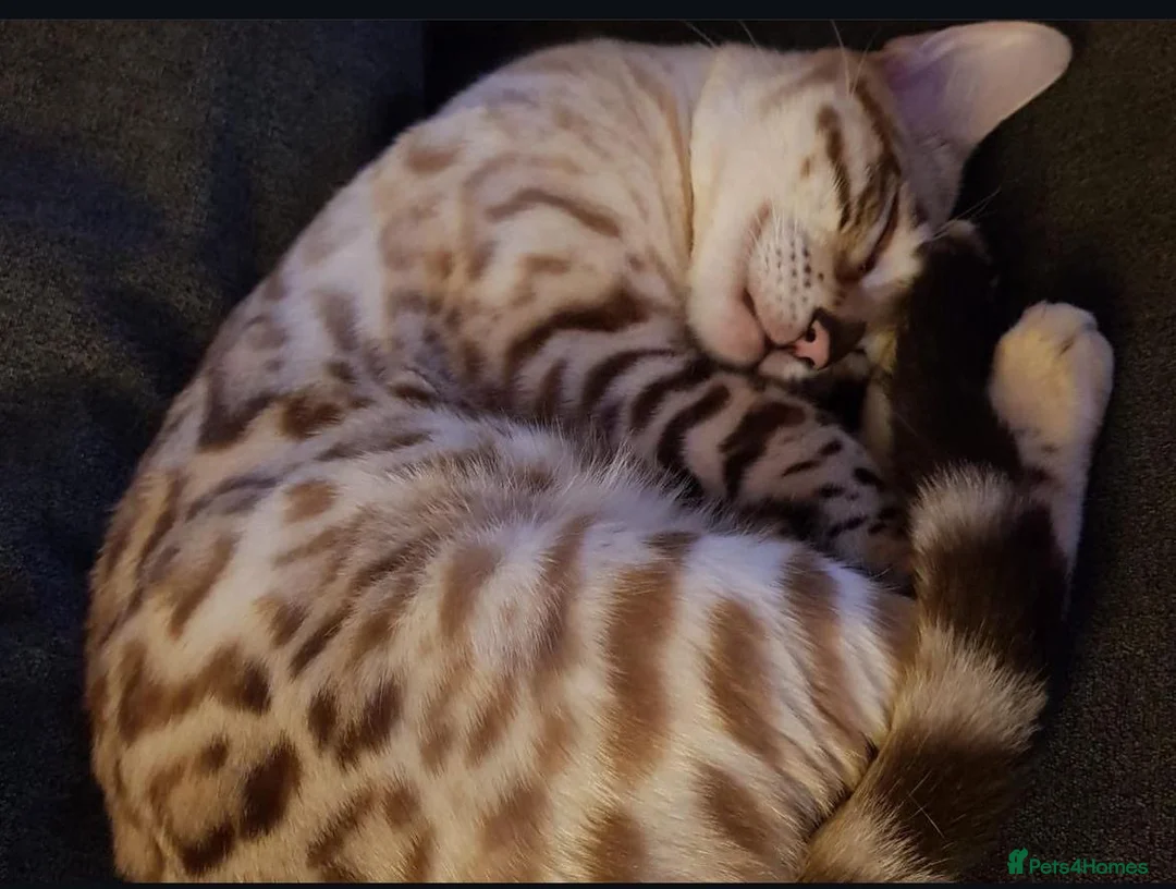 Bengal cats for sale: Yeyo. - Advert 1